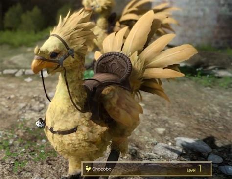 assassins creed chocobo